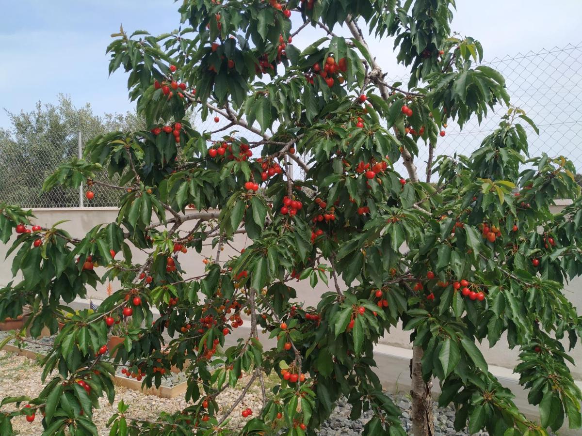 Pobla de Montornés Suite Poblamar מראה חיצוני תמונה
